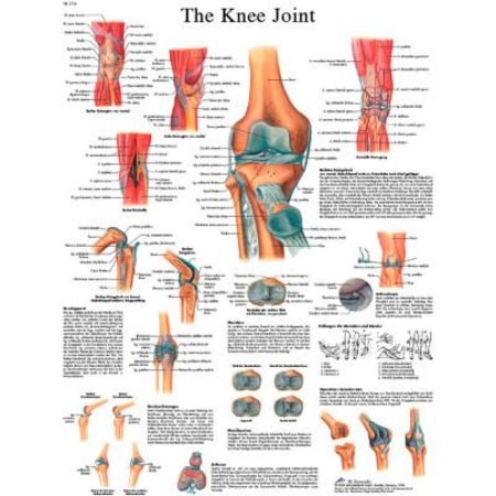 FABRICATION ENTERPRISES 3B® Anatomical Chart - Knee Joint, Paper 12-4611P